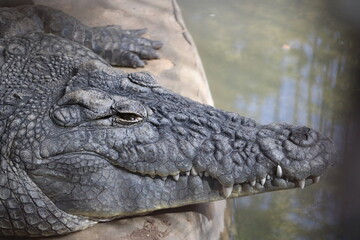crocodile skin pattern at sunny day