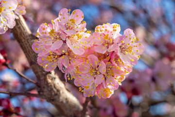 Close-up of pink flowers of fruit tree. Apricot tree in full bloom. Sunny spring day, close-up