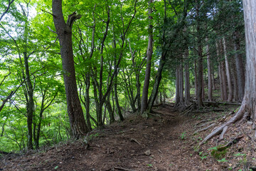 Trail from the Yakeyama trailhead to Yakeyama, Tanzawa area
