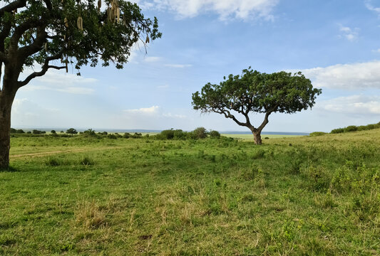 Typical African trees in the savannah of the Masai Mara Park in Kenya.