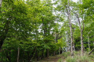 Trail from the Yakeyama trailhead to Yakeyama, Tanzawa area