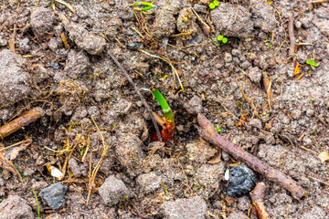 Garden with beds soil young sprouts plants in Germany.