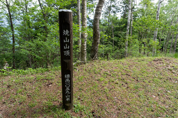 Trail from the Yakeyama trailhead to Yakeyama, Tanzawa area