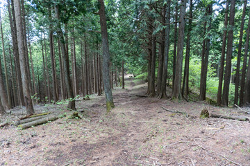 Trail from the Yakeyama trailhead to Yakeyama, Tanzawa area