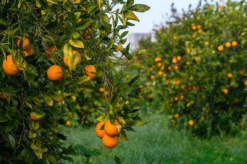 Orange citrus plantations with rows of orange trees, new harvest of sweet juicy oranges 8