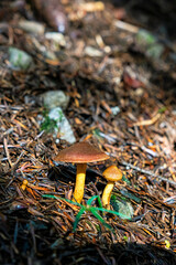 Mushroom scene, Spania Dolina, Slovakia - 749382444