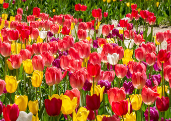 Large number of colorful tulips  in the sunlight, garden outdoors, lots of multi colored flowers in the sun outside, background wallpaper, backdrop. Summer tulip garden detail shot, nobody, no people