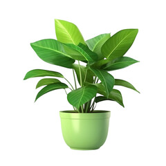 Collection of 3d realistic potted plants for the interior PNG