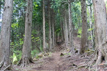 Trail between Yakeyama and Hirugatake, Tanzawa area