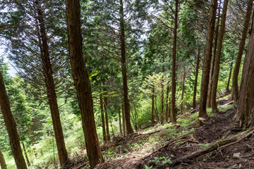 Trail between Yakeyama and Hirugatake, Tanzawa area