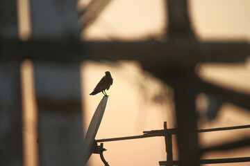 Love knows neither the impossible nor distances
By:Hassan Elahwany