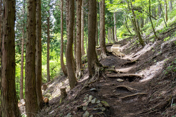Trail between Yakeyama and Hirugatake, Tanzawa area