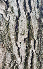 Bark of a tree, walnut