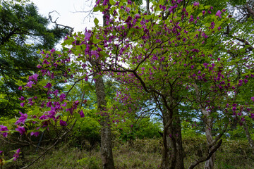 Trail between Yakeyama and Hirugatake, Tanzawa area