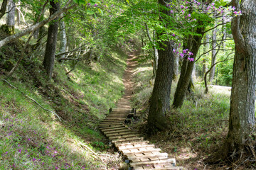 Trail between Yakeyama and Hirugatake, Tanzawa area