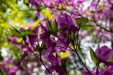 Trail between Yakeyama and Hirugatake, Tanzawa area