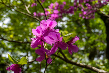 Trail between Yakeyama and Hirugatake, Tanzawa area