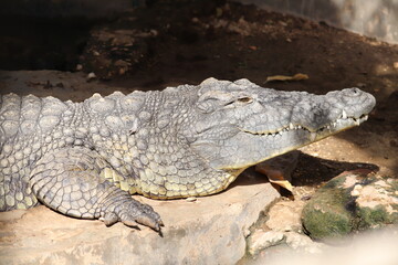 crocodile skin pattern at sunny day