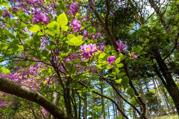 Trail between Yakeyama and Hirugatake, Tanzawa area