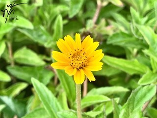 yellow flower