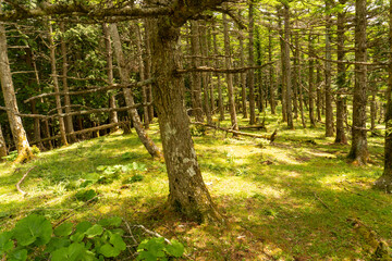 Trail between Yakeyama and Hirugatake, Tanzawa area