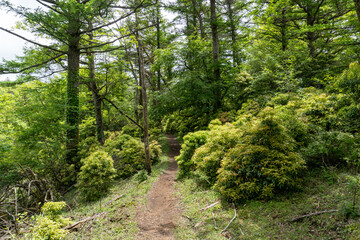 Trail between Yakeyama and Hirugatake, Tanzawa area