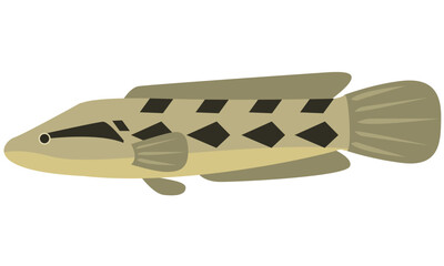 Illustration vector graphic of Snakehead fish Parachanna Obscura on isolated white background. Flat design style