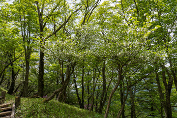 Fototapeta na wymiar Trail between Yakeyama and Hirugatake, Tanzawa area