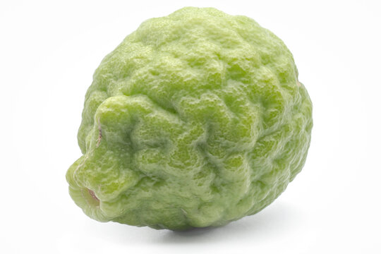 kaffir lime (Citrus hystrix), Rutaceae. Rare citrus fruit native to New Zealand. Small thorny tree. The spicy-tasting peel is used in cooking. Combawa.