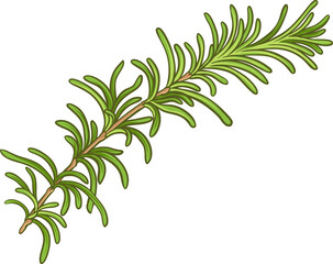 Rosemary Branch with  Leaves Colored Detailed Illustration. Essential oil ingredient for cosmetics, spa, aromatherapy, health care, alternative medicine. Organic natural nutritional spice.