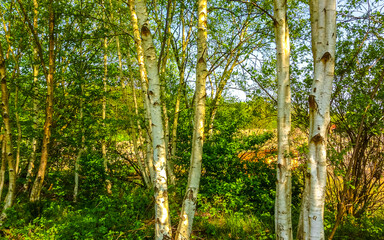 Moorland forest Birch trees Beech trees forest and nature Germany.