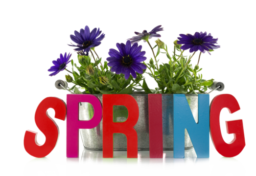 spring flowers and text for the new season isolated png file