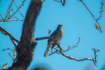 梅の花の枝に止まる鳥