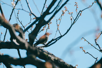 梅の花の枝に止まる鳥