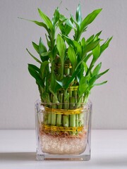 Auspicious bamboo plant