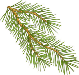 Fir tree Branch Colored Detailed Illustration