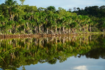 Idyllic evening atmosphere in green in the Amazon rainforest near Itacoatiara, Amazon state,...