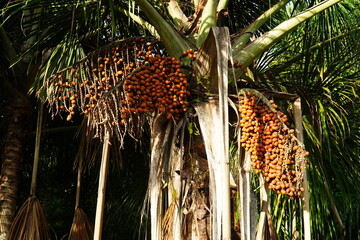 Fruits of the Aguaje palm Buriti (Mauritia flexuosa) hanging from the tree in large umbels high up under the palm leaves. Tropical rainforest near Rio Preto da Eva, state of Amazonas, Brazil. - obrazy, fototapety, plakaty