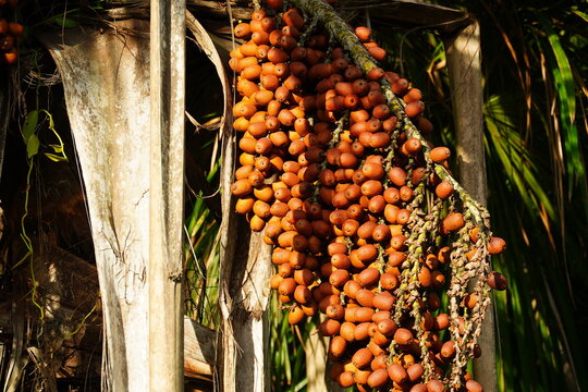 Fruits of the Aguaje palm Buriti (Mauritia flexuosa) hanging from the tree in large umbels high up under the palm leaves. Tropical rainforest near Rio Preto da Eva, state of Amazonas, Brazil.