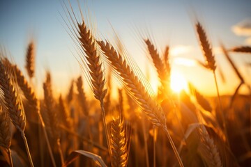 Glorious sunrise scene over vast expanses of golden wheat field on serene and picturesque rural farm - obrazy, fototapety, plakaty