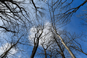 tree branches against blue sky