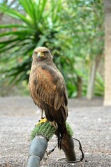 Juvenile Bald Eagle, Jungle Park, Tenerife