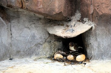 Life of penguins in a captivity in Jungle Park, Tenerife