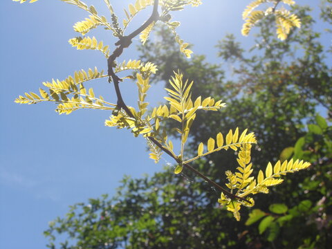 Golden Leaves