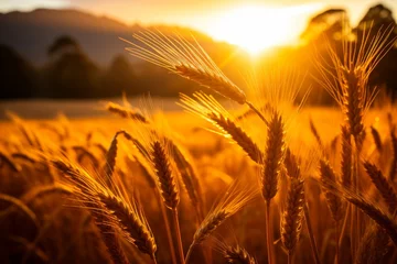 Poster Sunrise over wheat field - agricultural scenery, golden sunlight in beautiful morning country scene © Ksenia Belyaeva