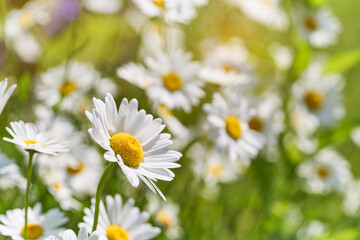 Wild daisy flowers growing on meadow. Warm sunny defocused natural background.	 - 749399833