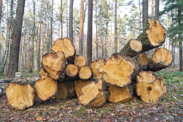 Felling in forest. Pile of wood.