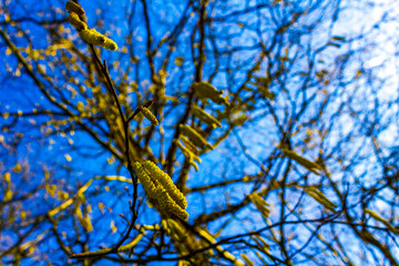 Birch tree with fruits in winter with blue sky in Germany.