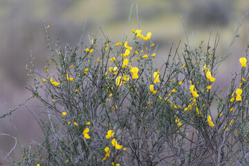 Hiniesta plant with yellow flowers.