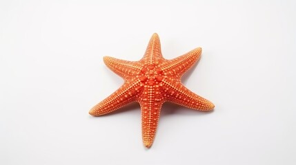 The caribbean starfish on a white background